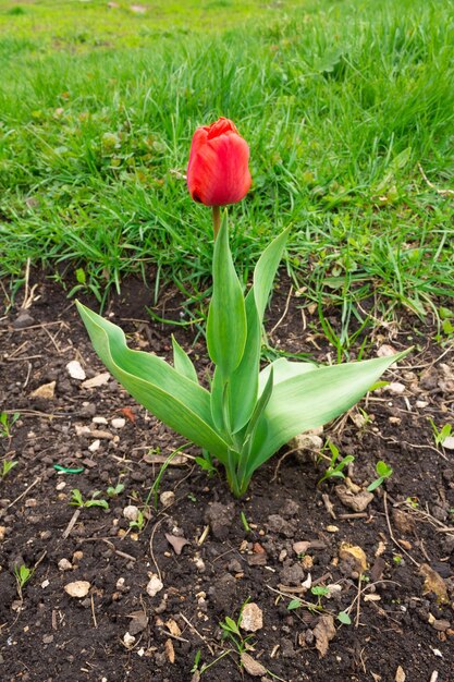 푸른 잔디와 푸른 하늘의 풍경과 함께 화창한 봄날에 정원에 피는 빨간 튤립 곧 피어날 준비가 된 신선하고 밝은 빨간 튤립