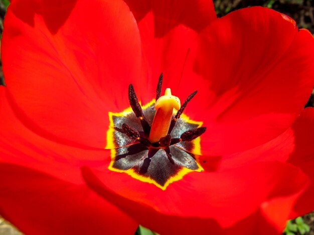 Foto primo piano del tulipano rosso