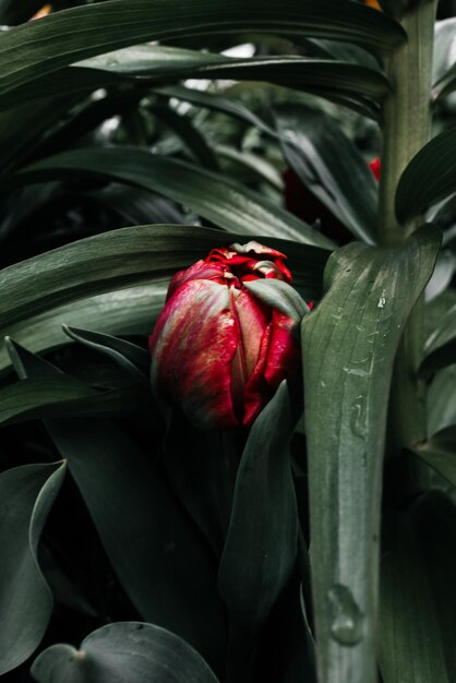 A red tulip in a field of green leaves