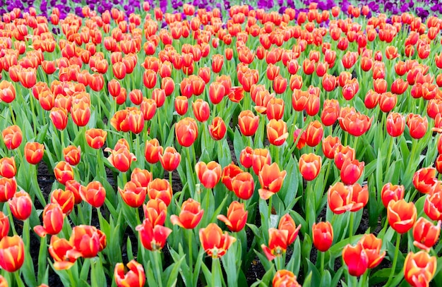 Red tulip field in winter