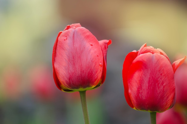 빨간 튤립 꽃 배경 정원에 빨간 튤립 빨간 튤립의 다채로운 필드