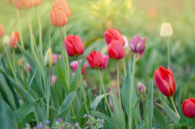 赤いチューリップの花の背景庭の赤いチューリップ美しい赤いチューリップのフィールド