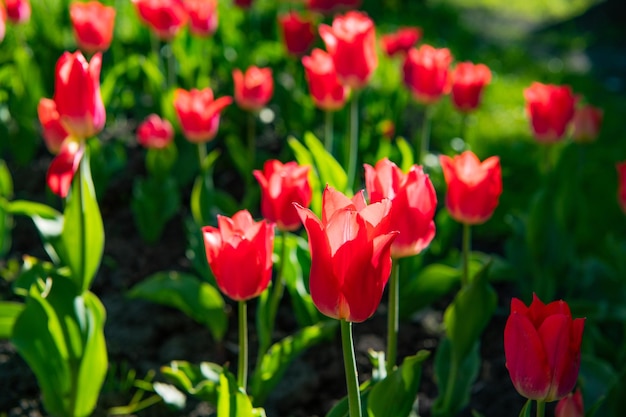 Red tulip flower closeup with colorful natural background.