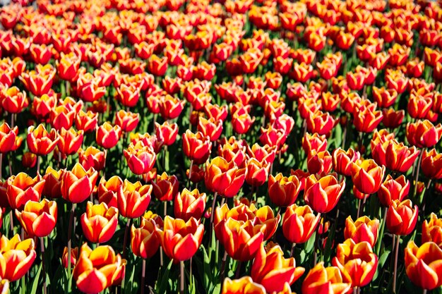 カラフルな花の背景を持つ赤いチューリップの花畑