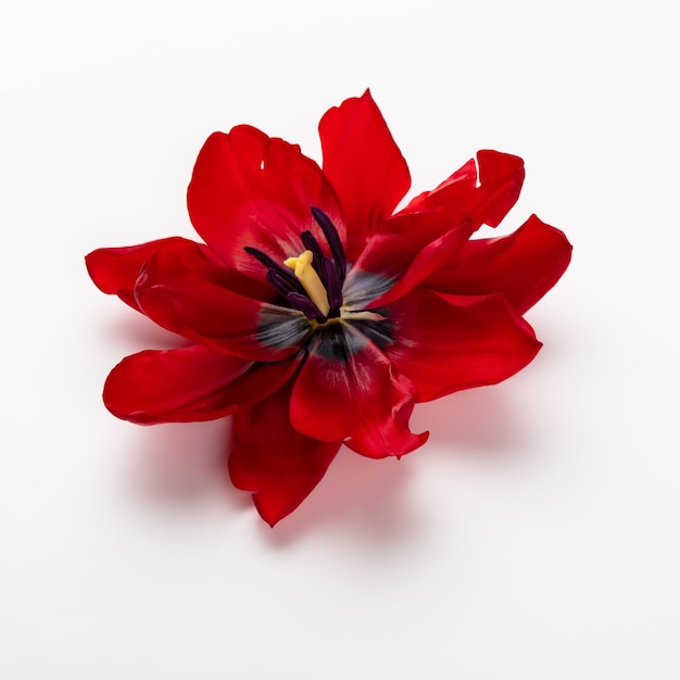 Red tulip flower head isolated on white background