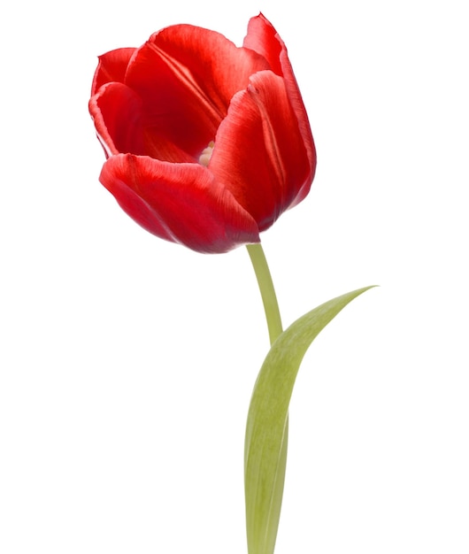 Red tulip flower head isolated on white background