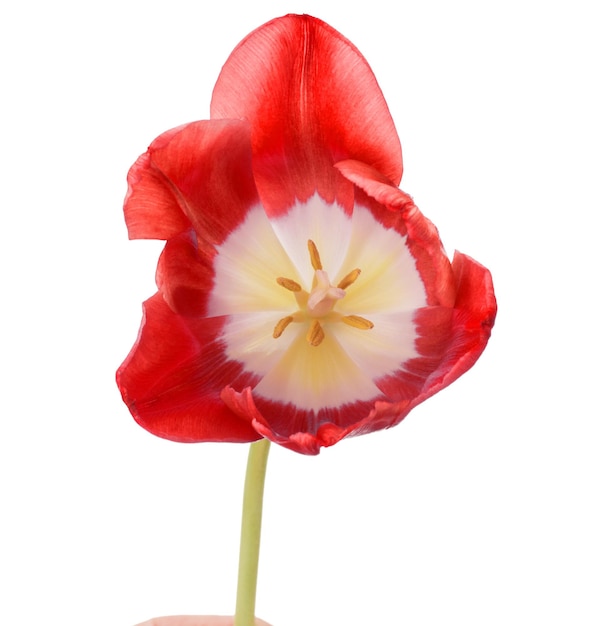 白い背景で隔離の赤いチューリップの花の頭
