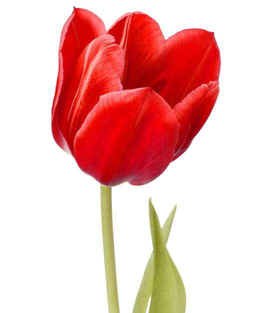 Red tulip flower head isolated on white background