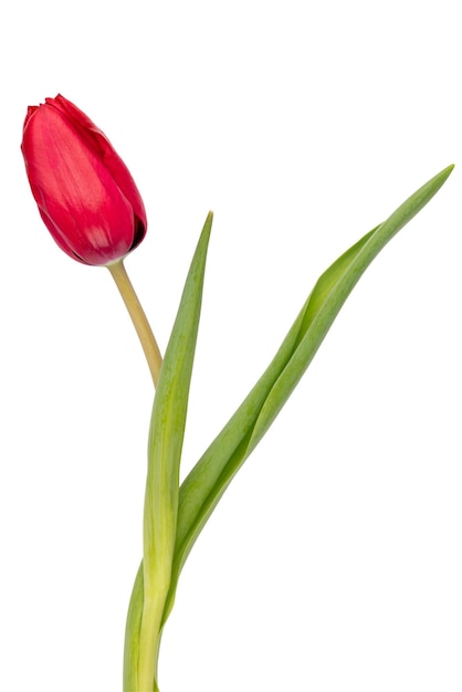 Red tulip flower isolated on white background