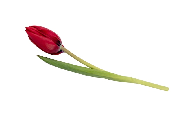 Red tulip flower isolated on white background