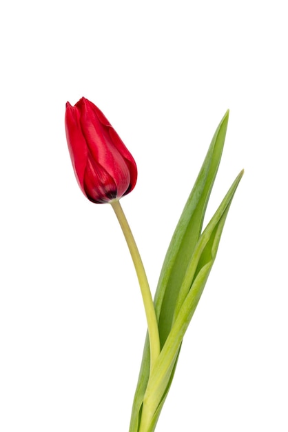 빨간 튤립 꽃 흰색 배경에 고립