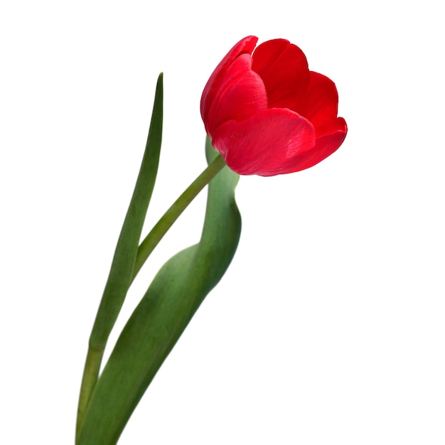 Red tulip flower isolated on white background