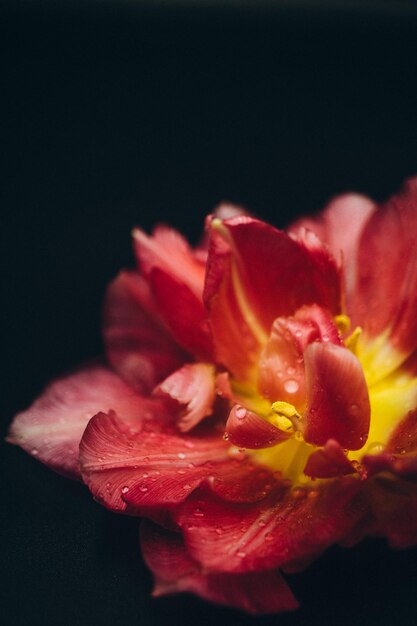 写真 黒の背景に赤いチューリップの花の花びら