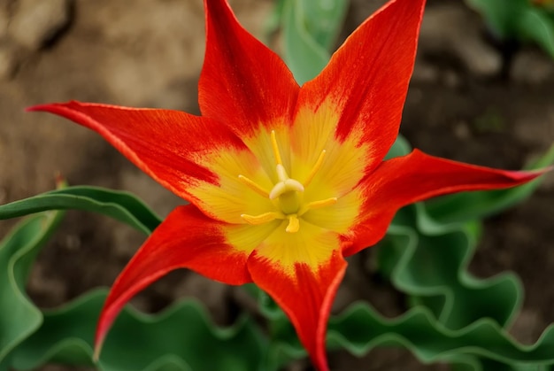 赤いチューリップの花春のクローズアップ