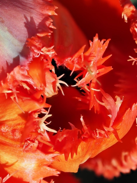 Photo red tulip flower