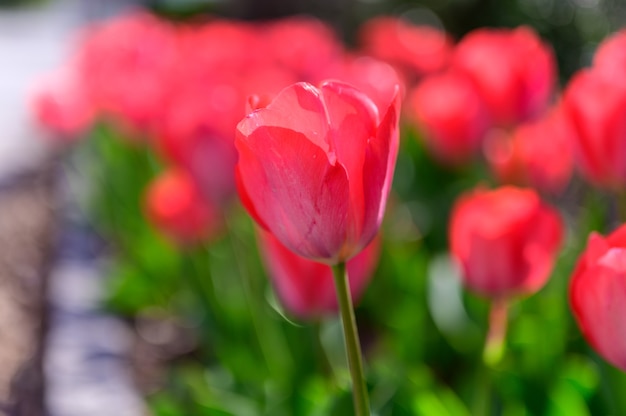 写真 春の朝、庭に赤いチューリップの花が咲いています。