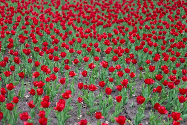 Il tulipano rosso fiorisce il fondo all'aperto fiori di stagione primaverile