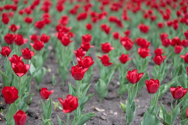 赤いチューリップの花の背景屋外春シーズンの花