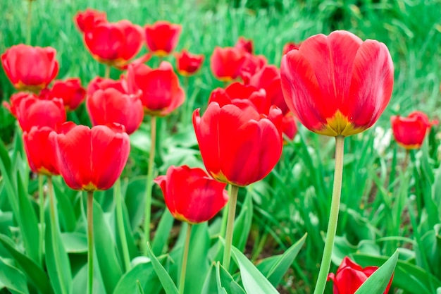 Red tulip flowers on a blurred background of green leaves