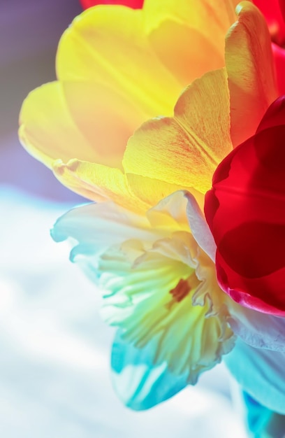 Red tulip flowers close up