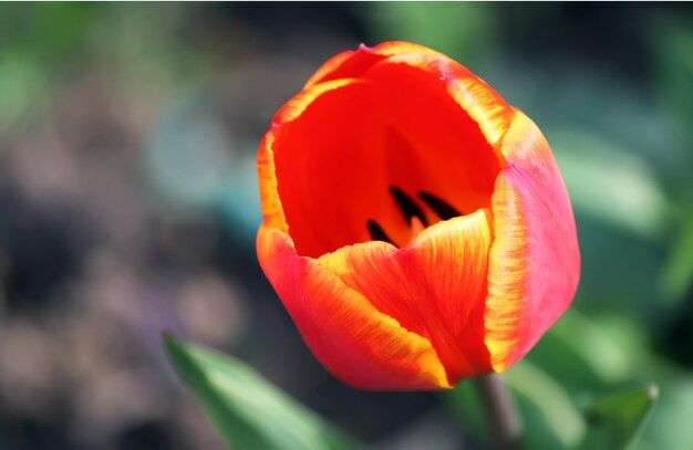 Red tulip flowers close up