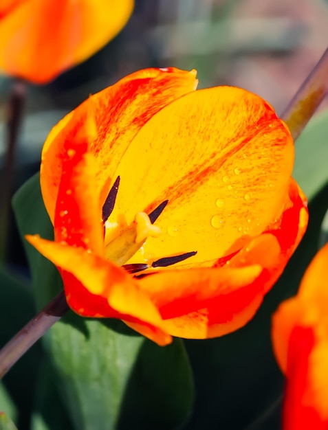 赤いチューリップの花がクローズアップ