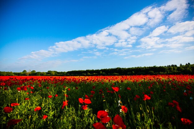 Red tulip flowers on field against blue sky