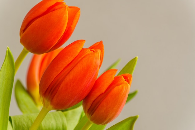 Red tulip flowers on light gray background.