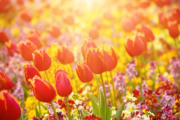 赤いチューリップの花