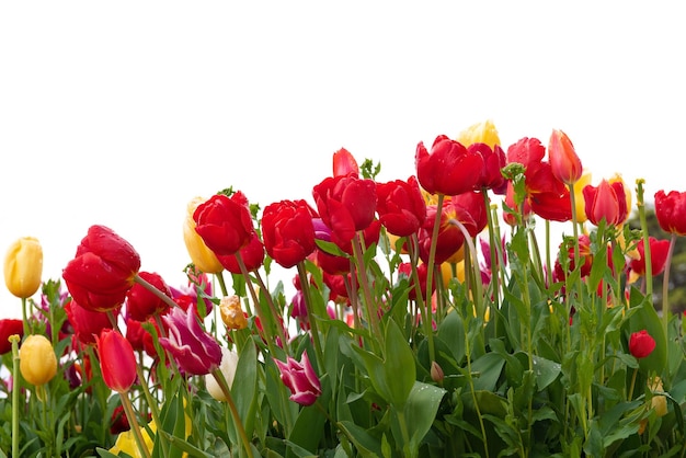 Red tulip flowers