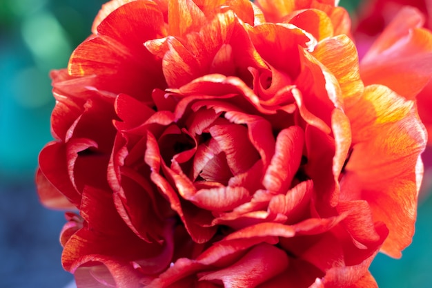 red tulip fresh flower close up