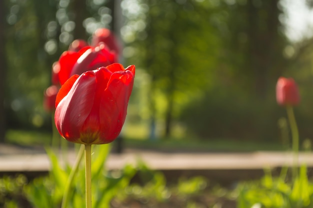 Red tulip in the garden on background from trees