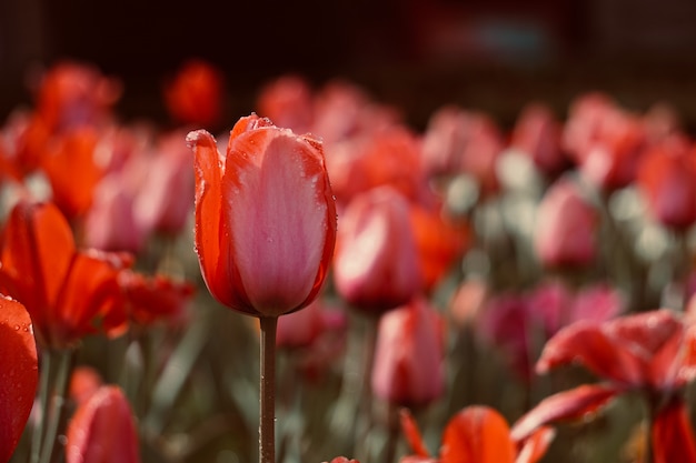 red tulip in the garden in spring