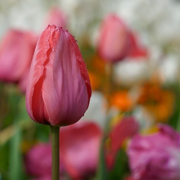 red tulip in the garden in springtime   