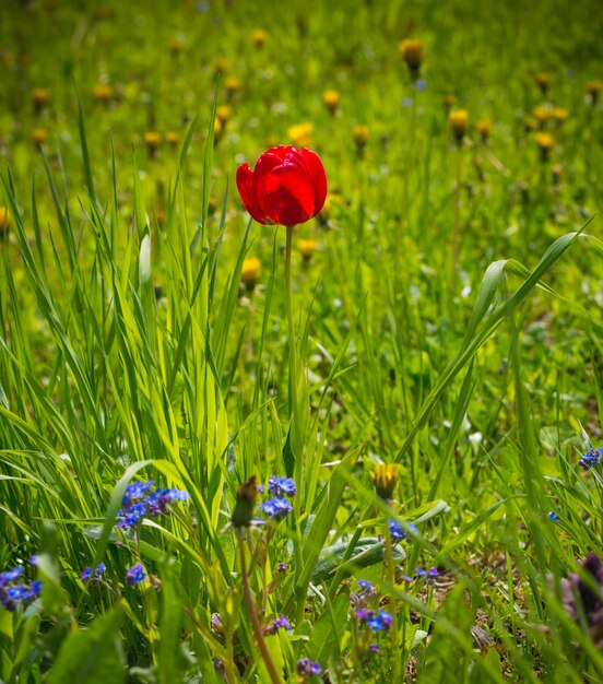 Red tulip in the garden summer background spring