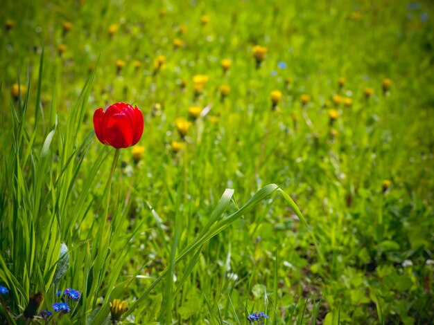 Red tulip in the garden summer background spring