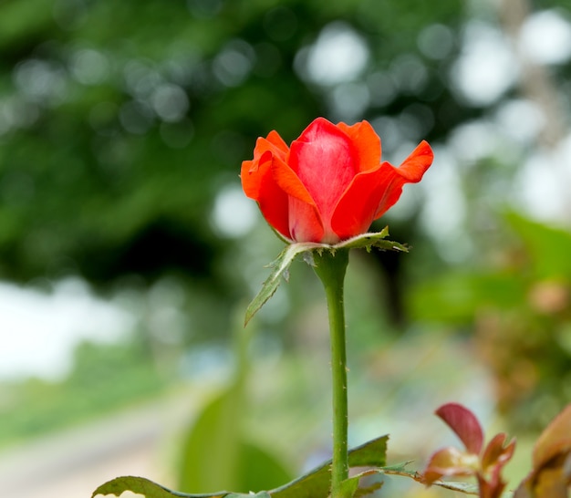 Red tulip in the garden