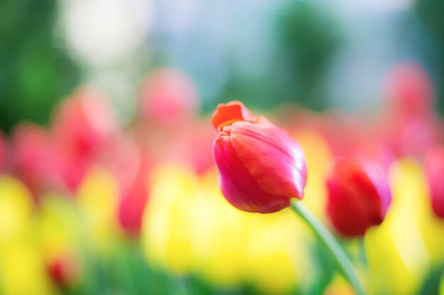 Red of tulip in garden.