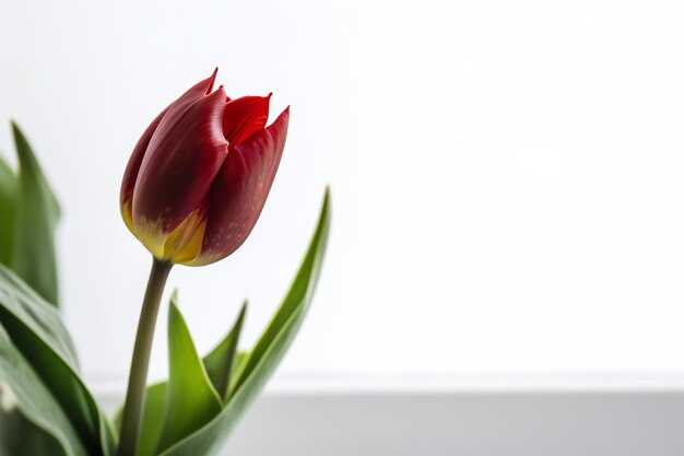 A red tulip in a glass vase against a white background.