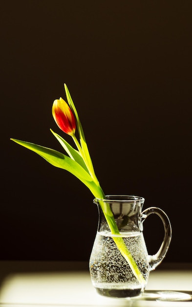 red tulip in a glass of water