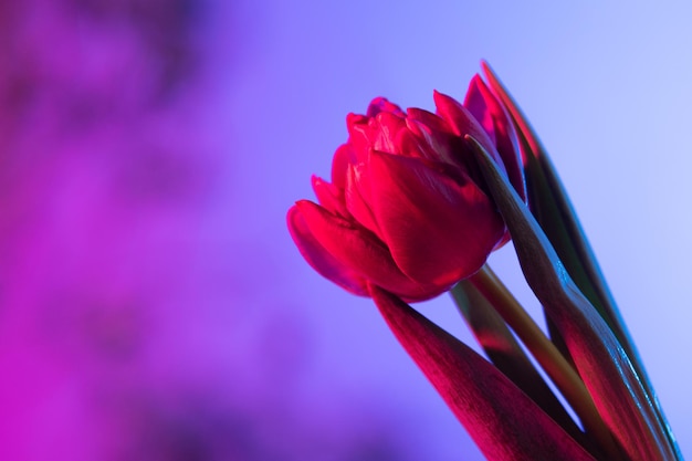 Red tulip on a gradient background Floral bouquet of fresh flowers on a blue purple background with colorful neon lights and colored shadows