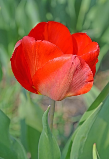 緑の背景に赤いチューリップ咲く春の花のチューリップ