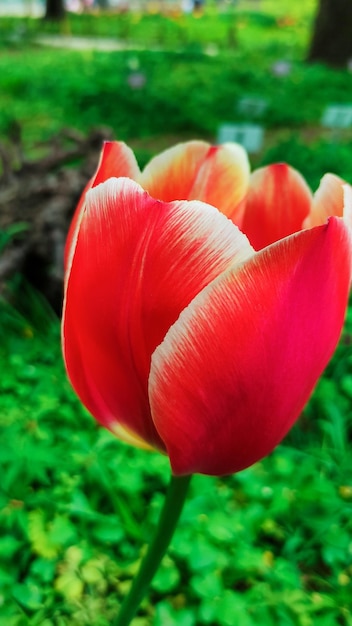 A red tulip in a green field