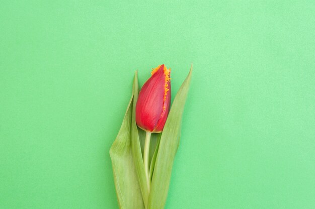 Red tulip on a green