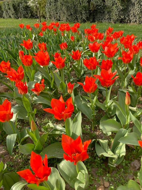 Red Tulip Greiga flowering flowerbed