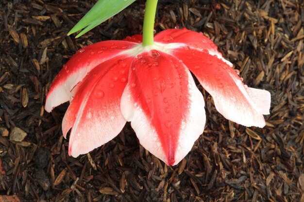 Red tulip on ground 