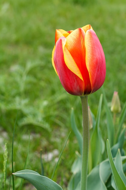 Red tulip growing in a garden with blurred green grass on the background Closeup view