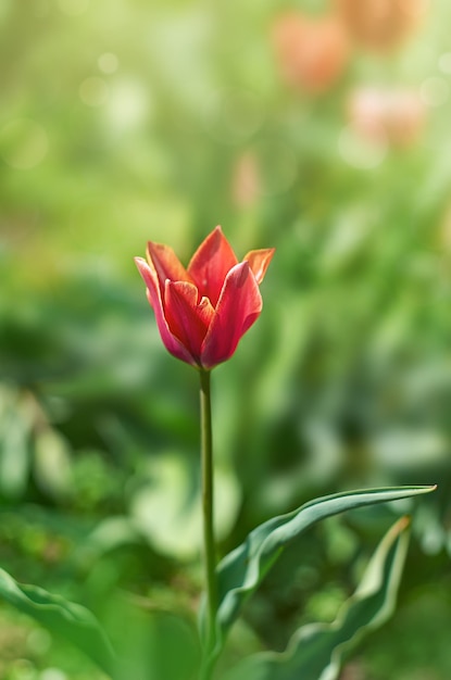 Фото Красный тюльпан в селективном фокусе на размытом фоне