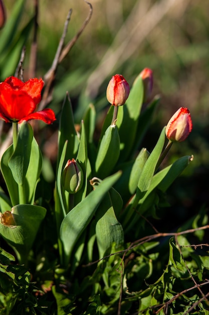 A red tulip is in the foreground and the red one is in the background.