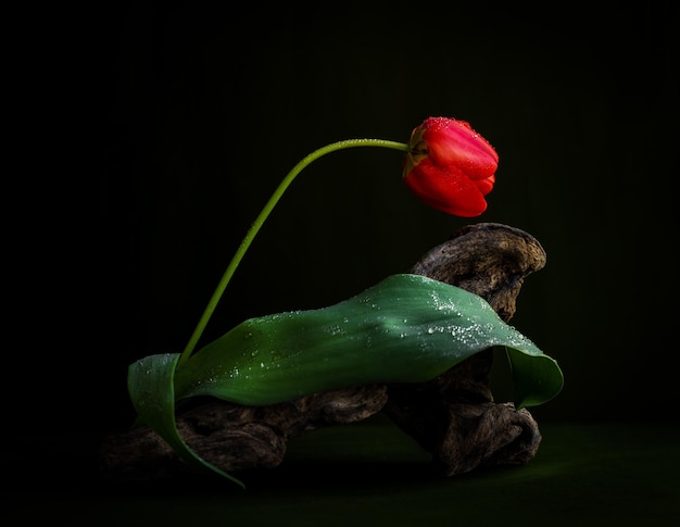 A red tulip is on a piece of wood with the leaves on it.